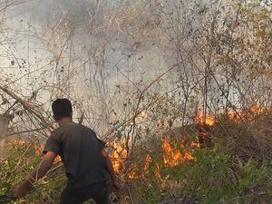 Diduga Akibat Puntung Rokok, Lahan Perkebunan di Polman Habis Terbakar Diduga Akibat Puntung Rokok, Lahan Perkebunan di Polman Habis Terbakar