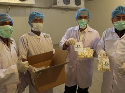 Kementan Ekspor 8,8 Ton Talas Beku Sulsel ke Jepang