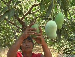 Berkah Musim Kemarau, Panen Mangga Alpukat di Pasuruan Melimpah