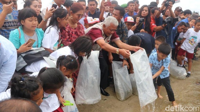 Jaga Kelestarian Lingkungan, 266 Ribu Benih Ikan Ditabur di Danau Toba Jaga Kelestarian Lingkungan, 266 Ribu Benih Ikan Ditabur di Danau Toba