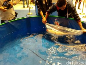 Susi Didesak Batasi Impor Ikan Koi Reject