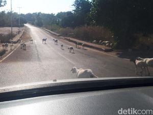 Liburan ke Rote, Awas Kambing Loncat