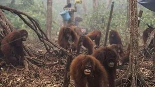 Viral Foto Evakuasi Orang Utan, Ternyata Bukan dari Karhutla 2019 