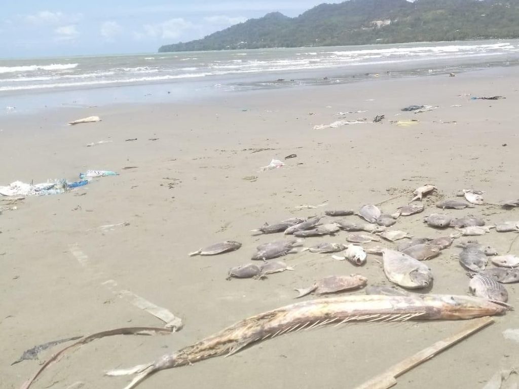 LIPI Teliti Penyebab Ikan Mati Massal di Pantai Ambon LIPI Teliti Penyebab Ikan Mati Massal di Pantai Ambon