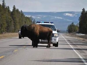 Polisi Usir Bison di Tengah Jalan Pakai Lagu AC/DC
