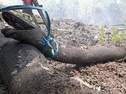 Panji Petualang Tak Fokus Ular Saja, Miris Juga dengan Karhutla