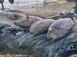 Ikan Mati Massal di Pantai Ambon, BMKG Tepis Isu Liar Pertanda Tsunami
