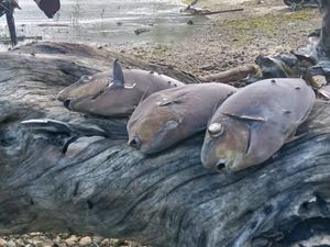 Ikan Mati Massal di Pantai Ambon, BMKG Tepis Isu Liar Pertanda Tsunami Ikan Mati Massal di Pantai Ambon, BMKG Tepis Isu Liar Pertanda Tsunami