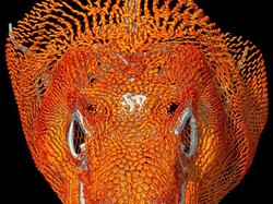 Temuan Mengejutkan Komodo Punya Baju Zirah