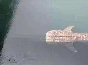 Lagi, Seekor Hiu Paus Terjebak di Kanal PLTU Paiton Probolinggo