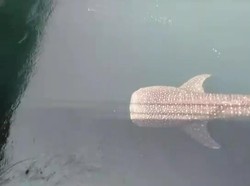 Lagi, Seekor Hiu Paus Terjebak di Kanal PLTU Paiton Probolinggo