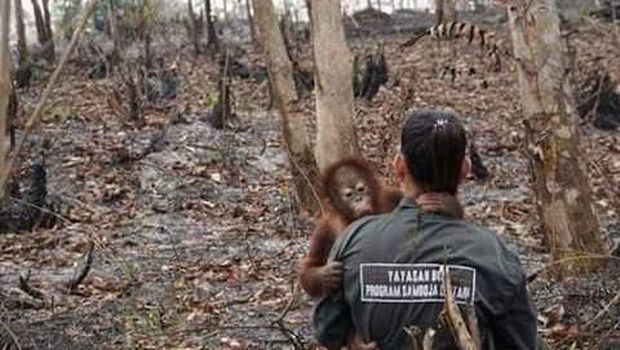 Viral Foto Evakuasi Orang Utan, Ternyata Bukan dari Karhutla 2019 