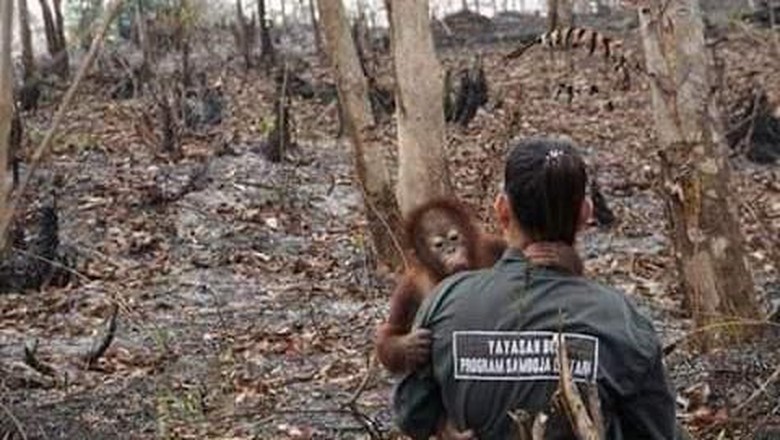Viral Foto Evakuasi Orang Utan, Ternyata Bukan dari Karhutla 2019 Viral Foto Evakuasi Orang Utan, Ternyata Bukan dari Karhutla 2019