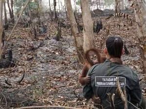 Viral Foto Evakuasi Orang Utan, Ternyata Bukan dari Karhutla 2019