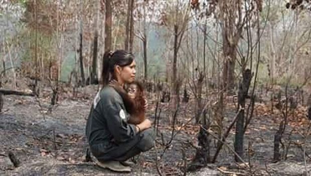 Viral Foto Evakuasi Orang Utan, Ternyata Bukan dari Karhutla 2019 