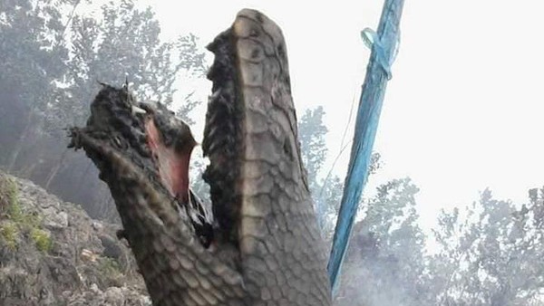 Kata Panji Petualang Tentang Ular Raksasa Terbakar Di Kalimantan