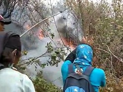 Kebakaran di Gunung Merbabu, Kawasan Edelweis Ikut Hangus Terbakar