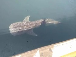 Hiu Paus yang Terjebak di PLTU Paiton Terluka Akibat Gesekan