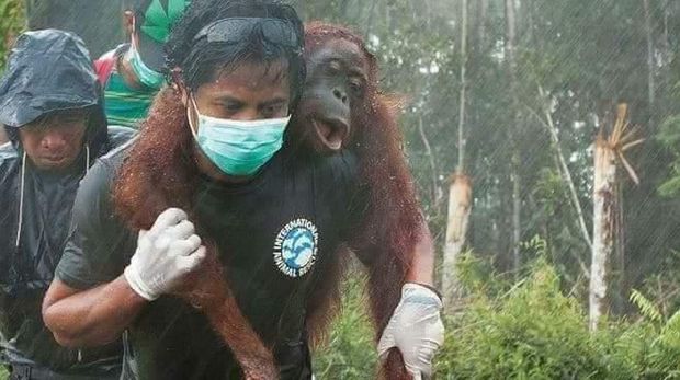 Viral Foto Evakuasi Orang Utan, Ternyata Bukan dari Karhutla 2019 
