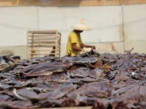 pekerja proses pembuatan ikan asin