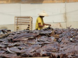 pekerja proses pembuatan ikan asin