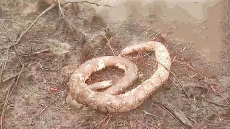 Karhutla di Kalteng, 3 Orang Utan Dievakuasi dan Sejumlah Ular Mati Terbakar