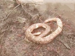 Karhutla di Kalteng, 3 Orang Utan Dievakuasi dan Sejumlah Ular Mati Terbakar