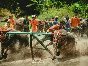 Saat Turis Terpikat Barapan Kerbau Saat Turis Terpikat Barapan Kerbau