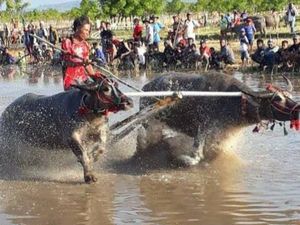Penuh Nuansa Mistis, Ini Daya Tarik Barapan Kebo di Sumbawa Penuh Nuansa Mistis, Ini Daya Tarik Barapan Kebo di Sumbawa