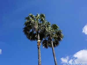 Pohon Kehidupan di Selatan Terdepan Indonesia