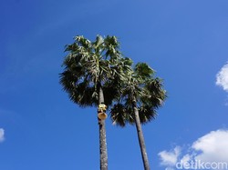 Pohon Kehidupan di Selatan Terdepan Indonesia