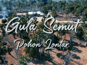 Mengenal Gula Semut dari Pohon Kehidupan Pulau Rote