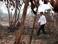 Divonis Melawan Hukum di Kasus Karhutla, Jokowi Ajukan PK