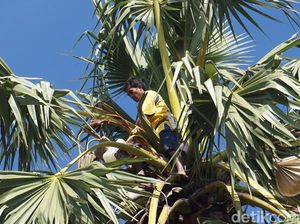 Minuman Moke Khas NTT yang Beralkohol, Simbol Persaudaraan dan Penghormatan