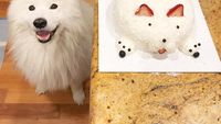 Kenalan Sama Samson, Anjing Super Lucu yang Suka Jajan