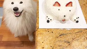 Kenalan Sama Samson, Anjing Super Lucu yang Suka Jajan