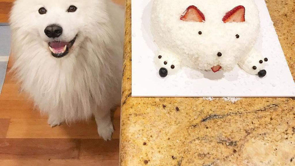 Kenalan Sama Samson, Anjing Super Lucu yang Suka Jajan Kenalan Sama Samson, Anjing Super Lucu yang Suka Jajan
