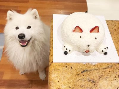 Kenalan Sama Samson, Anjing Super Lucu yang Suka Jajan