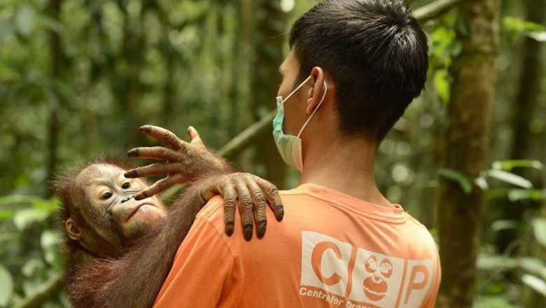 Kabut Asap di Kalteng, Belasan Orang Utan Terinfeksi ISPA