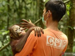 Kabut Asap di Kalteng, Belasan Orang Utan Terinfeksi ISPA