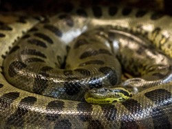 Kaget Banget! Kisah Penemuan Anakonda 400 Kg di Brasil