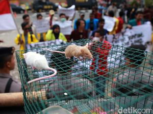 Bawa Tikus, Mahasiswa Tolak UU KPK