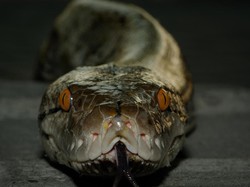 Mengenal Ular-ular Raksasa di Indonesia