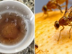 Pakai Cara Mudah Ini Untuk Basmi Lalat Buah Agar Buah Tetap Segar