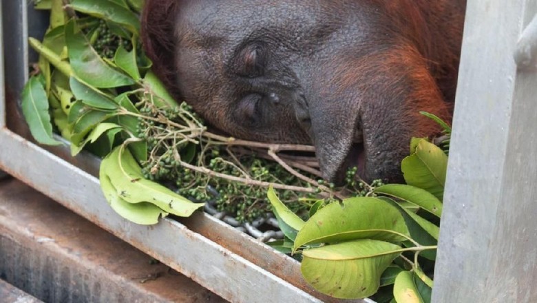 Dievakuasi dari Karhutla, 2 Orang Utan Diberi Nama 'Bara' dan 'Arang'