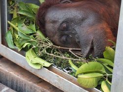 Dievakuasi dari Karhutla, 2 Orang Utan Diberi Nama Bara dan Arang