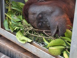 Dievakuasi dari Karhutla, 2 Orang Utan Diberi Nama Bara dan Arang