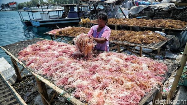 Melihat Aktivitas Nelayan Rumput Laut di Pulau Panggang