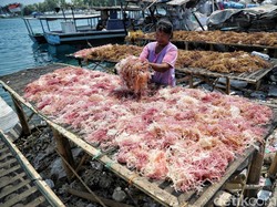 RI Punya Potensi Besar, Ini Tantangan Berat Pengembangan Rumput Laut