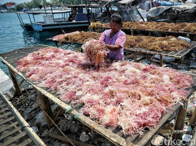 Melihat Aktivitas Nelayan Rumput Laut di Pulau Panggang